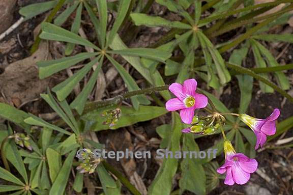 oxalis magnifica 4 graphic